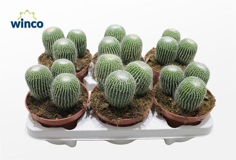 Notocactus leninghausii inermis
