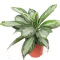 Aglaonema 'Silver Bay'