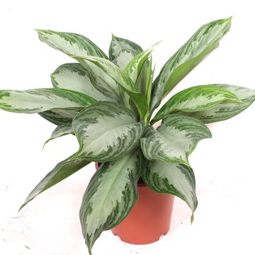 Aglaonema 'Silver Bay'