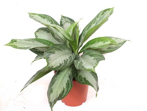 Aglaonema 'Silver Bay'