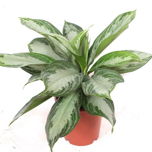 Aglaonema 'Silver Bay'