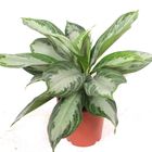 Aglaonema 'Silver Bay'