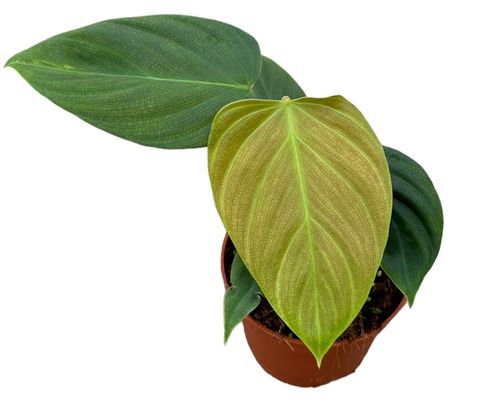 Philodendron nangaritense