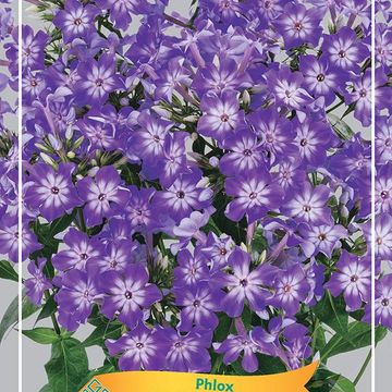 Phlox EARLY PURPLE EYE