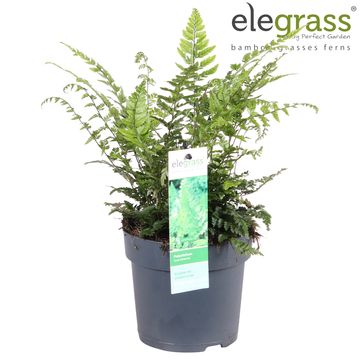 Polystichum tsus-simense