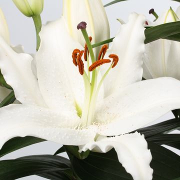 Lilium ORIENTAL HYBRID MIX