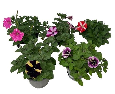 Petunia PEPPY MIX