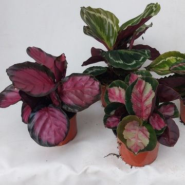 Calathea MIX