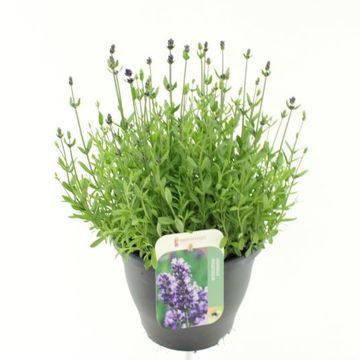 Lavandula angustifolia BLUE SCENT