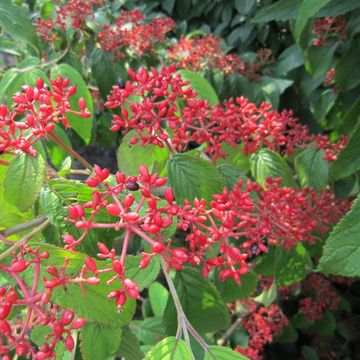 Viburnum plicatum KILIMANDJARO