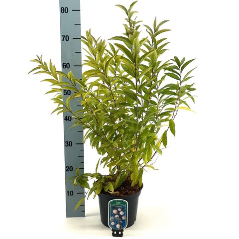 Prunus glandulosa 'Rosea Plena'