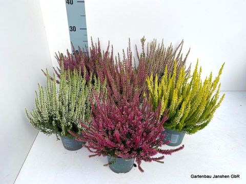 Calluna vulgaris BEAUTY LADIES MIX