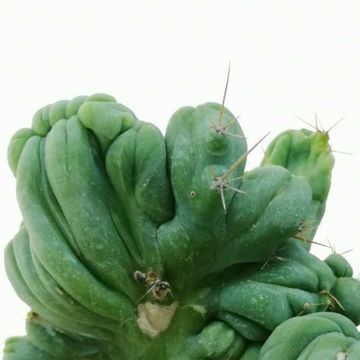 Trichocereus bridgesii cristata