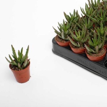 Kalanchoe x kewensis 'Spider Green'