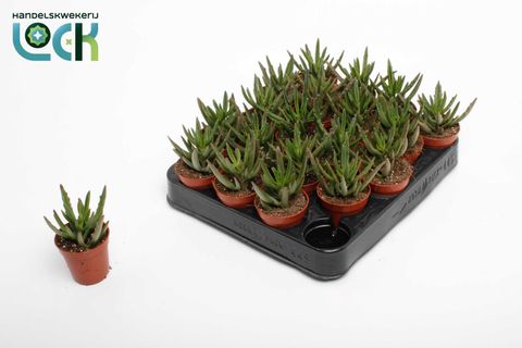 Kalanchoe x kewensis 'Spider Green'