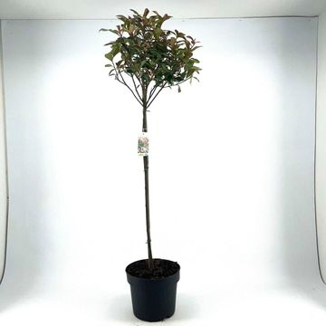 Фотиния x fraseri CARRÉ ROUGE