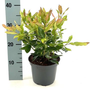 Leucothoe 'Zeblid'