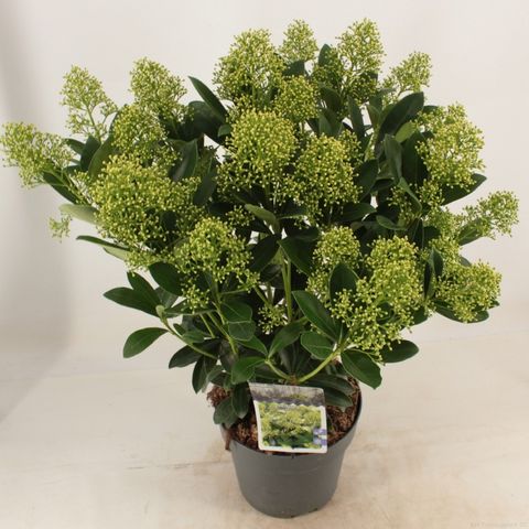 Skimmia japonica 'Finchy'