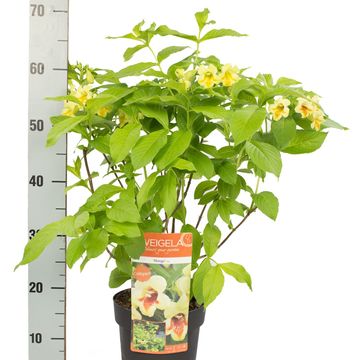 Weigela middendorffiana 'Mango'