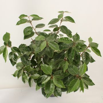 Elaeagnus x ebbingei 'Компакта'