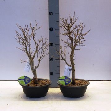 Acer buergerianum