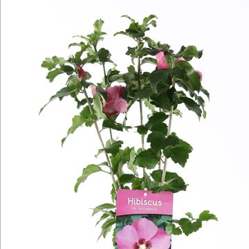 Hibiscus syriacus 'Woodbridge'