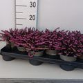 Erica x darleyensis 'Kramer's Rote'