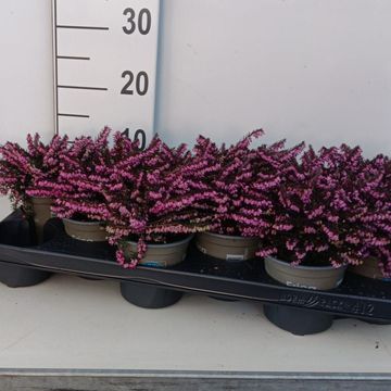Erica x darleyensis 'Kramer's Rote'