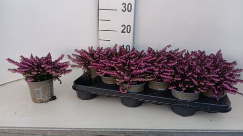 Erica x darleyensis 'Kramer's Rote'