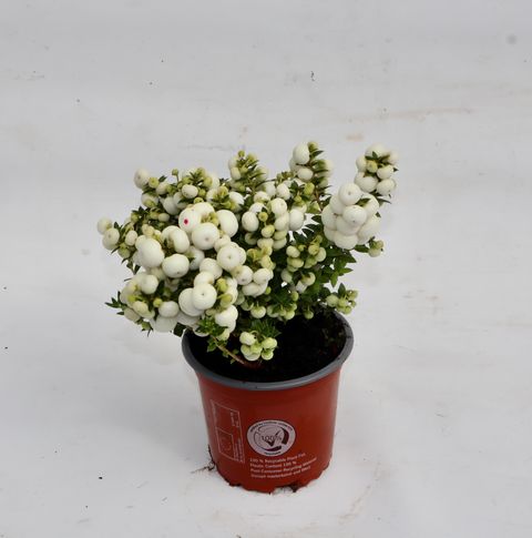 Gaultheria mucronata