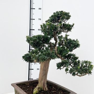 Podocarpus macrophyllus
