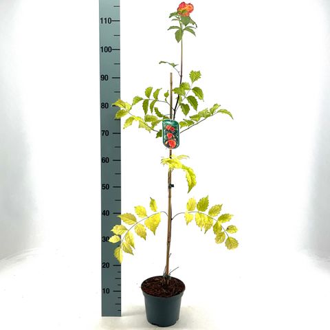 Campsis x tagliabuana 'Mme Galen'