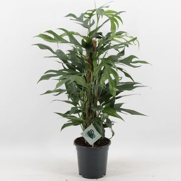 Epipremnum pinnatum 'Baltic Blue'