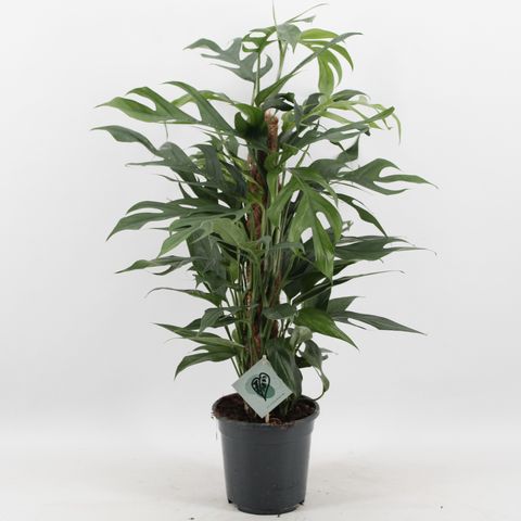 Epipremnum pinnatum 'Baltic Blue'