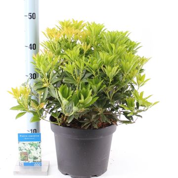 Pieris japonica 'Debutante'