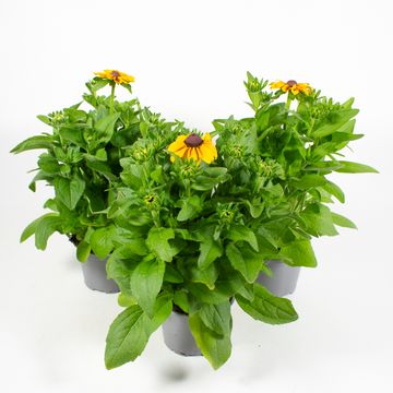 Rudbeckia hirta