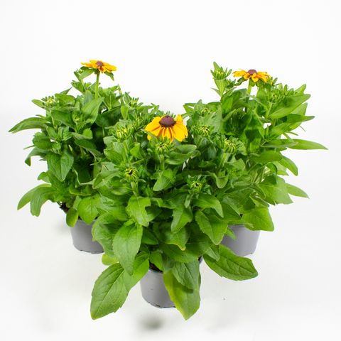 Rudbeckia hirta