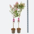 Syringa MIX
