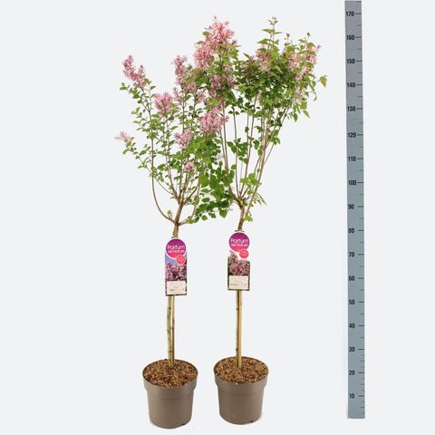 Syringa MIX