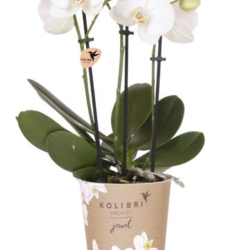 Phalaenopsis JEWEL WHITE