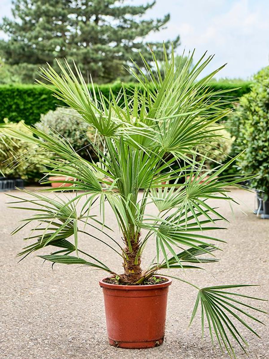 Chamaerops humilis — Plant Wholesale FlorAccess