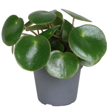 Peperomia arifolia