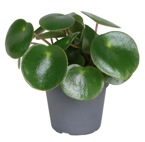 Peperomia arifolia