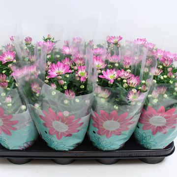 Chrysanthemum RAINBOW ROSY