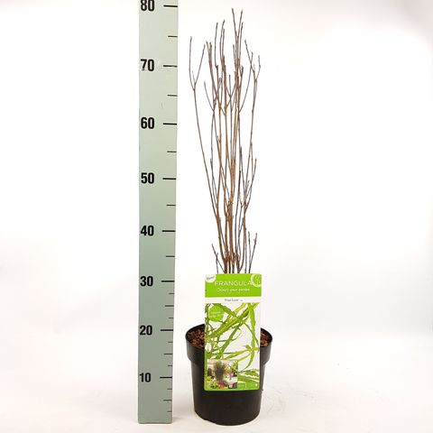 Frangula alnus FINE LINE