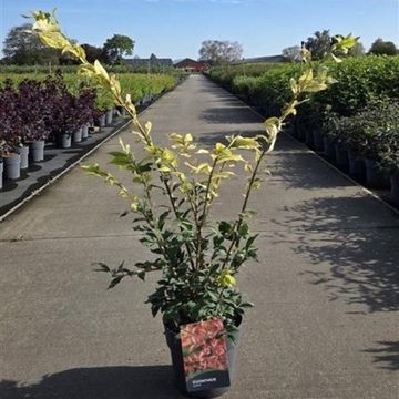 Euonymus alatus