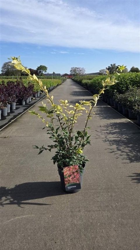 Euonymus alatus