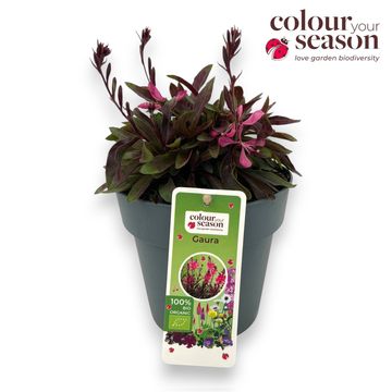 Gaura lindheimeri GAUDI ROSE