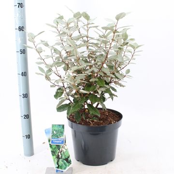 Elaeagnus x ebbingei 'Compacta'