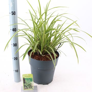 Carex morrowii 'Ice Dance'